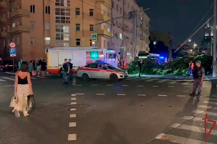 Росгвардейцы предотвратили трагедию после падения дерева в Москве (видео)