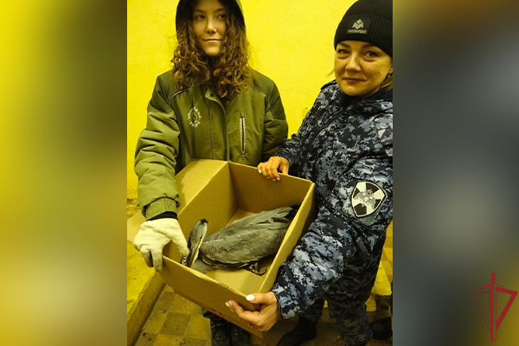 «Ледяная гостья» на охраняемом объекте: росгвардейцы спасли серую цаплю, пострадавшую от аномальных морозов в Москве (видео)
